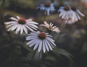 Fading Echinacea