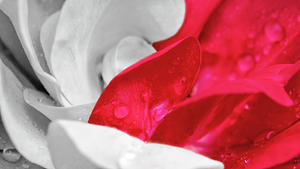 Rosa Revolution