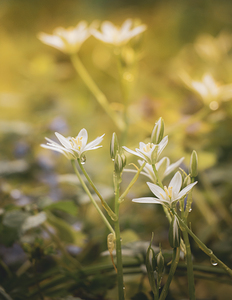 Morning Wildflowers