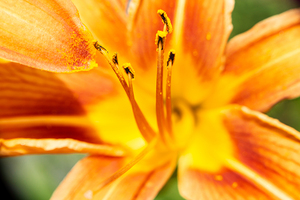 Flower Orange Day Lily