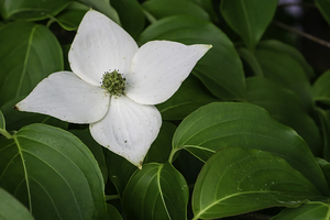 White Dogwood Flower