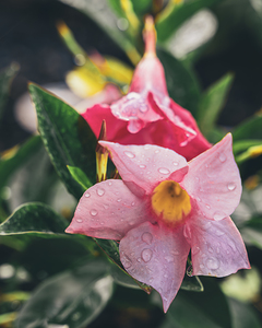 Rio Dipladenia Pink with Rain Drops