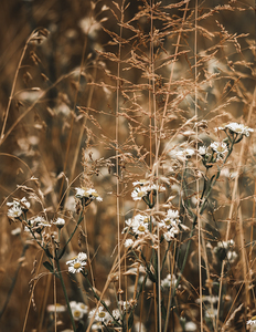 Summer Wildflower Tangle Portrait