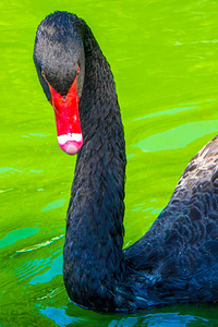 Black Swan Intense Stare