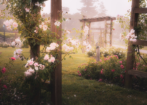 Allentown Rose Garden   Through the Arbors