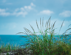 Dewey Beach Grass