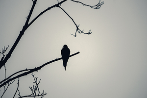 Bird Silhouette Grey