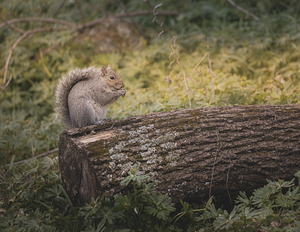 A Squirell on a Log 