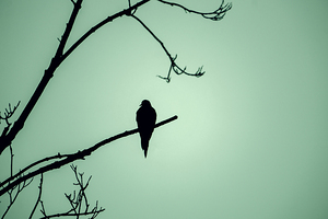 Bird Silhouette Green