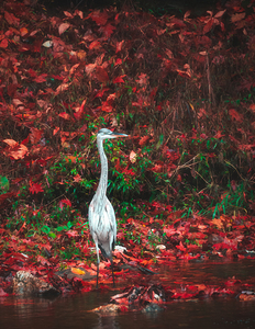 Blue Heron and Red Autumn Leaves