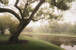 Rose Gardens Tree Over a Pond