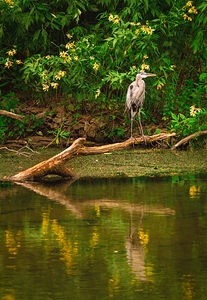 Blue Heron and Yellow Lillies Vertical