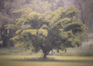 Cedar Creek Park   Late Spring Dogwood