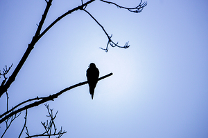Bird Silhouette Light Blue