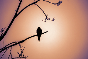 Bird Silhouette Sunset