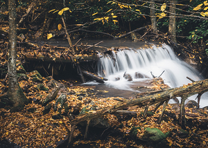 Buck Mountain Creek Foliage and Timber
