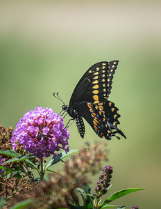 Black Swallowtail on a Pink Butterfly Bush