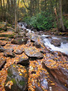 Buck Mountain Creek Wet Autumn