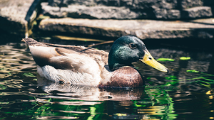 Mallard In The Pond