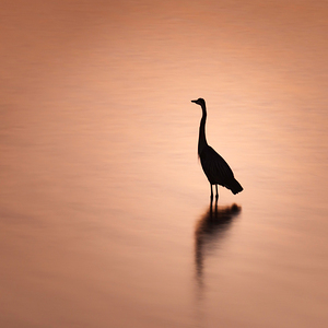 Blue Heron Silhouette and Reflection