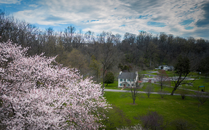 Star Magnolia By the Fish Hatchery