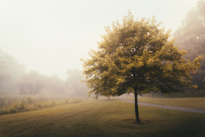 Sugar Maple in the Fog   Lehigh Parkway