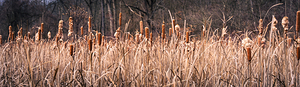 Wide View of Winter Cattails