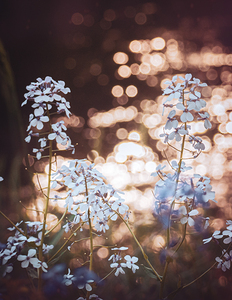 Wildflowers by a Sunlit Stream
