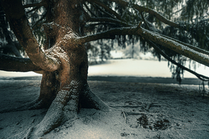 Snowfall Under an Old Tree