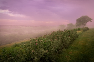 Fog on the Valley Magenta Skies
