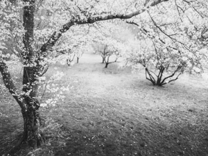 April Blossoms   Black and White
