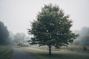 Misty Maple In the Parkway