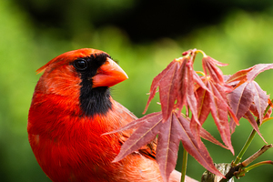 Northern Cardinal Among Maple Leaves