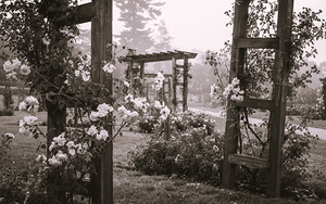 Allentown Rose Gardens Roses and Arbors