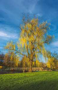 Yellow Weeping Willow Portrait