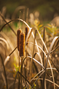 Winter Cattails
