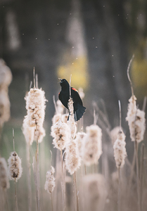 Red Wing Black Bird on Cattails