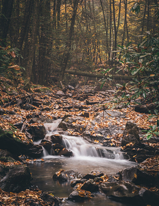 Buck Mountain Creek and Forest Autumn