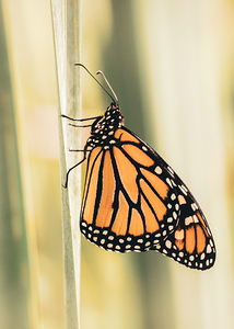 Solitary Monarch