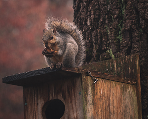 Squirrel on a Birdhouse   Rainy Autumn