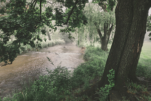 Tree by Cedar Creek