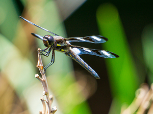 Twelve Spotted Skimmer Front