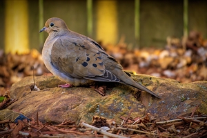 Mourning Dove on a Rock