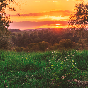 Meadow Sunset