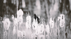 Red Shouldered Black Bird Black and White