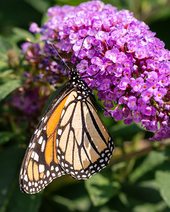 Monarch in the Garden