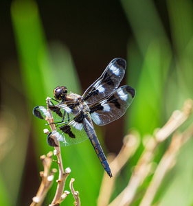 Twelve Spotted Skimmer   Back