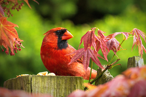 Northern Cardinal Closeup