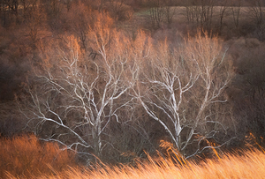 December Light