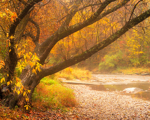 Autumn Trees in the Ford